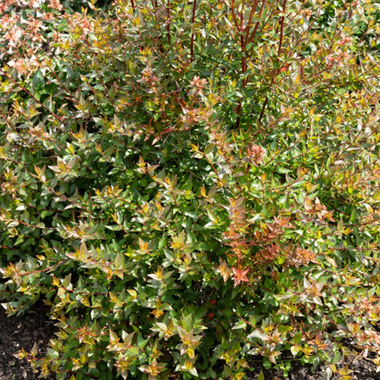 Abelia Sherwood - Abelia grandiflora 'sherwood' - Tuinplanten