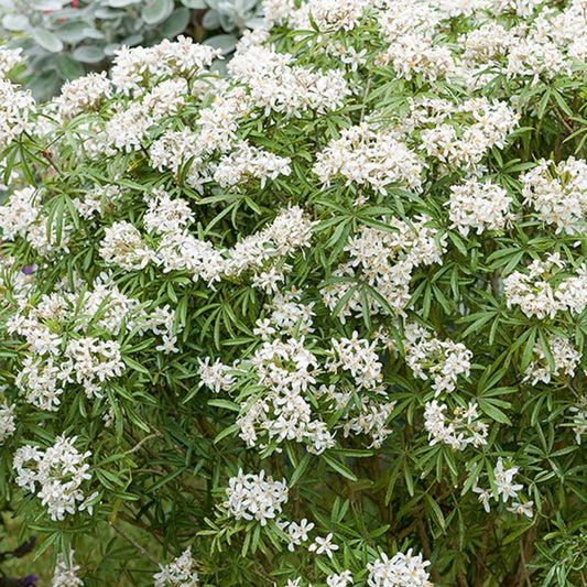 Mexicaanse oranjebloesem 'White Dazzler'® - Choisya ternata white dazzler ® - Tuinplanten