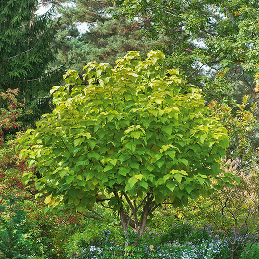 Gele Trompetboom - Catalpa bignonioides aurea - Tuinplanten