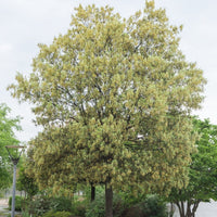 Steeneik - Quercus ilex