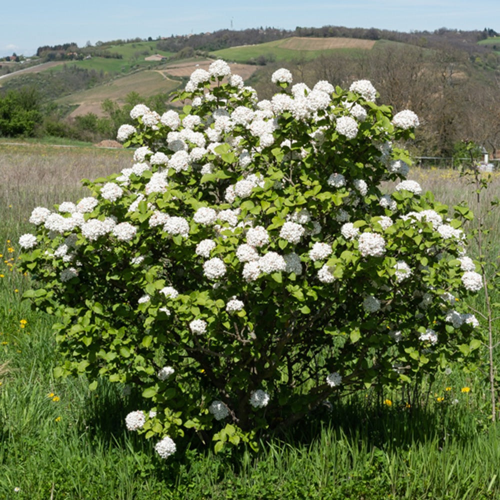 Viburnum carlesii - Geurende sneeuwbal - Sneeuwbal (Viburnum)