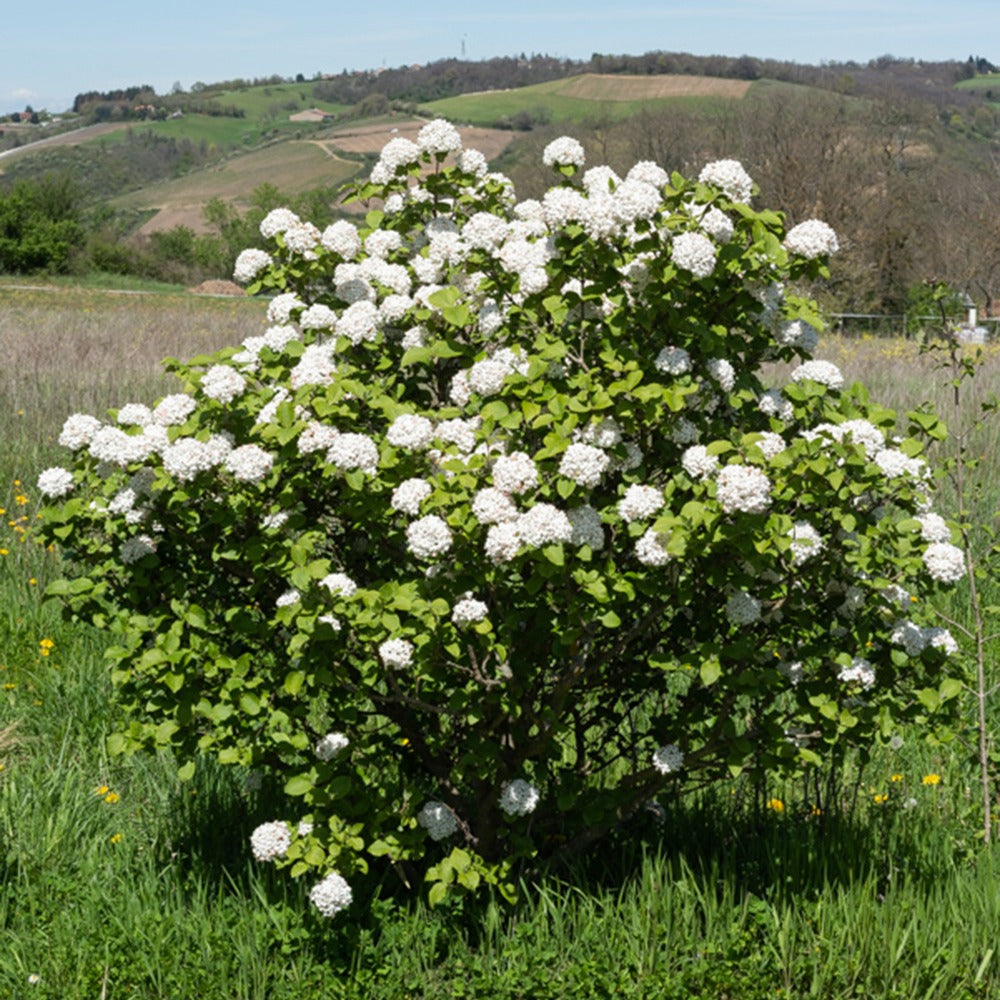 Geurende sneeuwbal - Viburnum carlesii - Tuinplanten