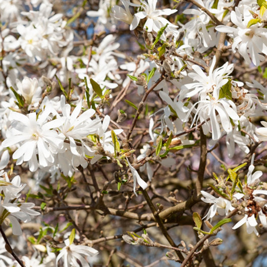 Stermagnolia - Magnolia stellata 'royal star' - Tuinplanten