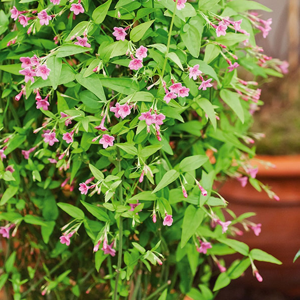 Rode jasmijn - Jasminum beesianum - Heesters en vaste planten