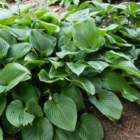 Hartlelie - Hosta elata - Bakker