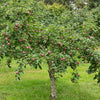 Appelboom 'Melrose' - Malus domestica melrose - Fruitbomen