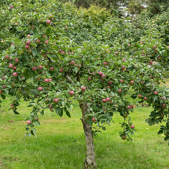 Appelboom 'Melrose' - Bakker