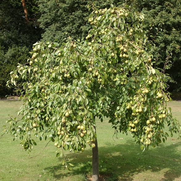 Perenboom 'Dr. Jules Guyot' - Bakker