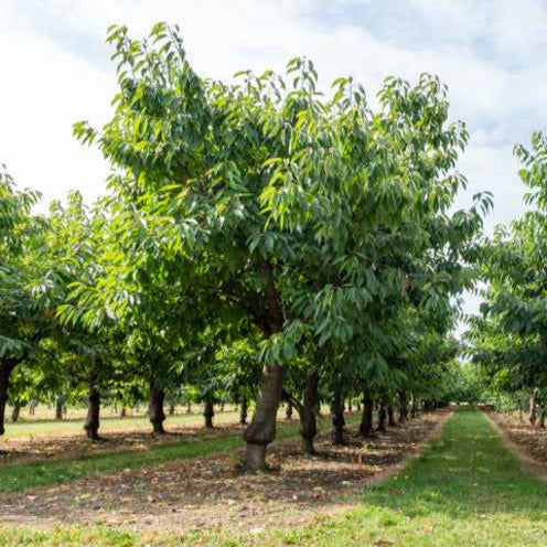 Zoete kers 'Bigareau Van' - Prunus avium bigareau van - Bakker