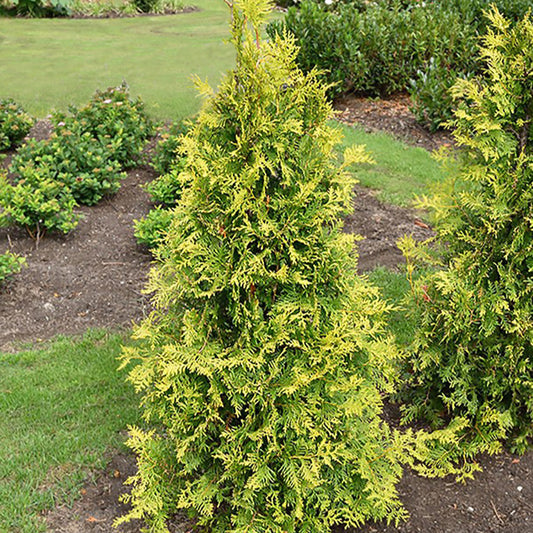 Westerse levensboom - Thuja occidentalis golden smaragd - Tuinplanten