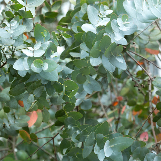 STOPPED - Eucalyptus cinerea ‘silver dollar’ extra - Tuinplanten