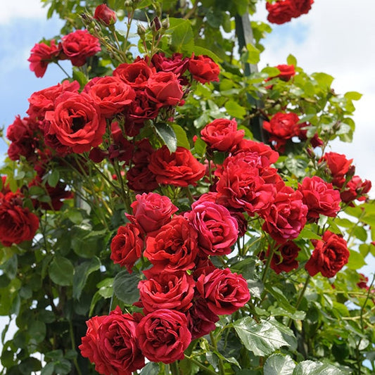 Roos Sympathie® - Rosa sympathie® - Tuinplanten