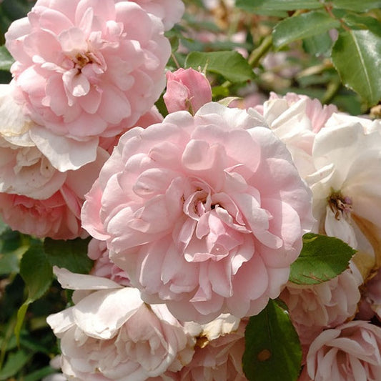 Roos 'Bonica 82'® - Rosa Bonica 82 ® - Plantsoort