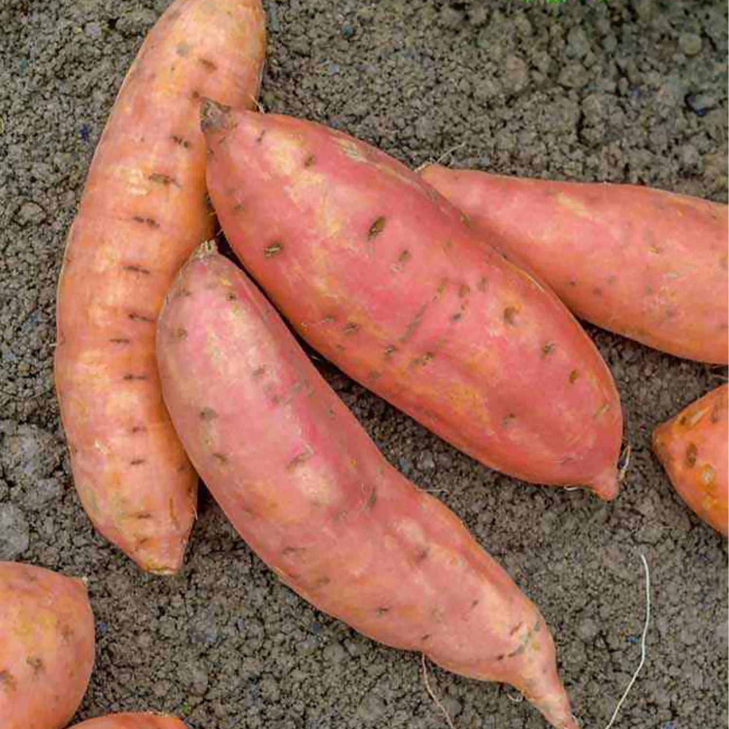 Aardappelplanten