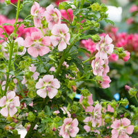 Kaapse Malva - Anisodontea capensis - Terras- en balkonplanten