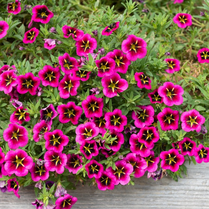 Petunia 'Good Night Kiss' (x3) - Calibrachoa cabaret® 'good night kiss' - Terras- en balkonplanten