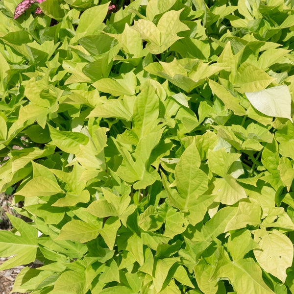 Groene zoete aardappel (x3) - Ipomoea batatas 'sweet caroline green' - Bakker