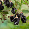 Braam 'Loch Ness' - Rubus fruticosus 'loch ness'® - Fruit