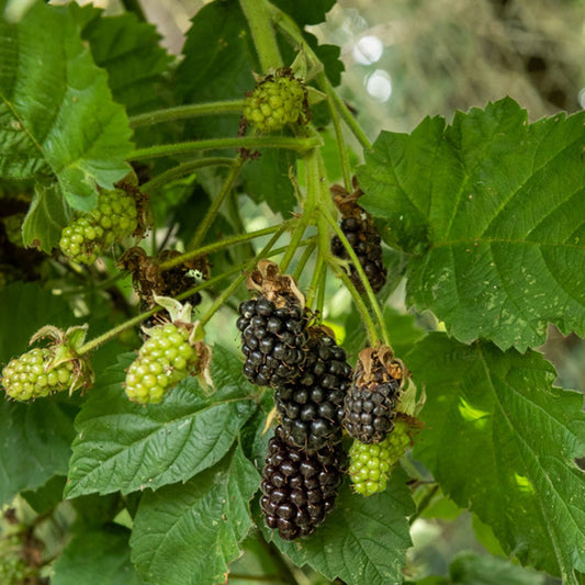 Doornloze Braam - Rubus fruticosus 'thornfree' - Fruit