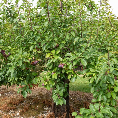 Pruimenboom 'Stanley' - Prunus domestica 'stanley' - Fruitbomen