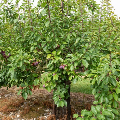 Pruimenboom 'Stanley' - Prunus domestica 'stanley' - Bakker