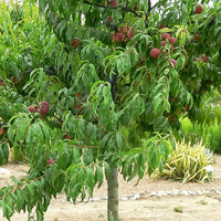 Perzik 'Dixi Red' - Prunus persica 'dixi red' - Fruitbomen
