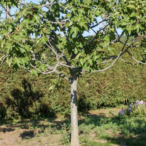 Vijgenboom 'Fiorone' - Ficus carica 'fiorone' - Fruit