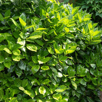 Broodboom 'Rozannie' - Aucuba japonica 'rozannie' - Tuinplanten