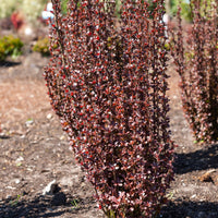 Japanese Zuurbes Helmond Pillar - Berberis thunbergii 'helmond pillar' - Hagen