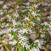 Wasbloem - Eriostemon myoporoides (philotheca) - Tuinplanten