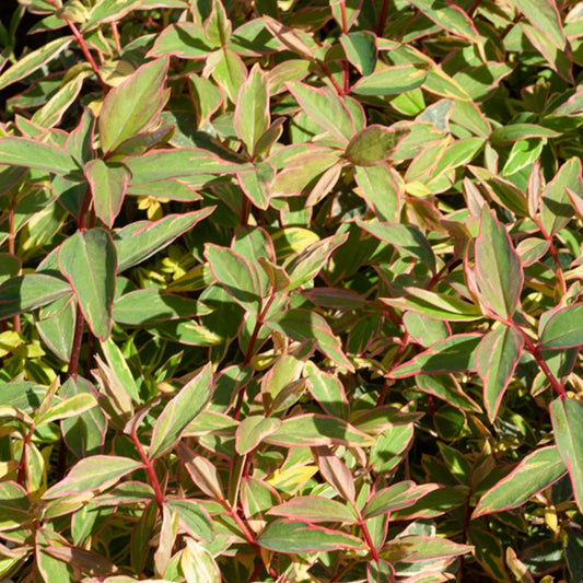 Bonte Hertshooi - Hypericum x moserianum 'tricolor' - Tuinplanten