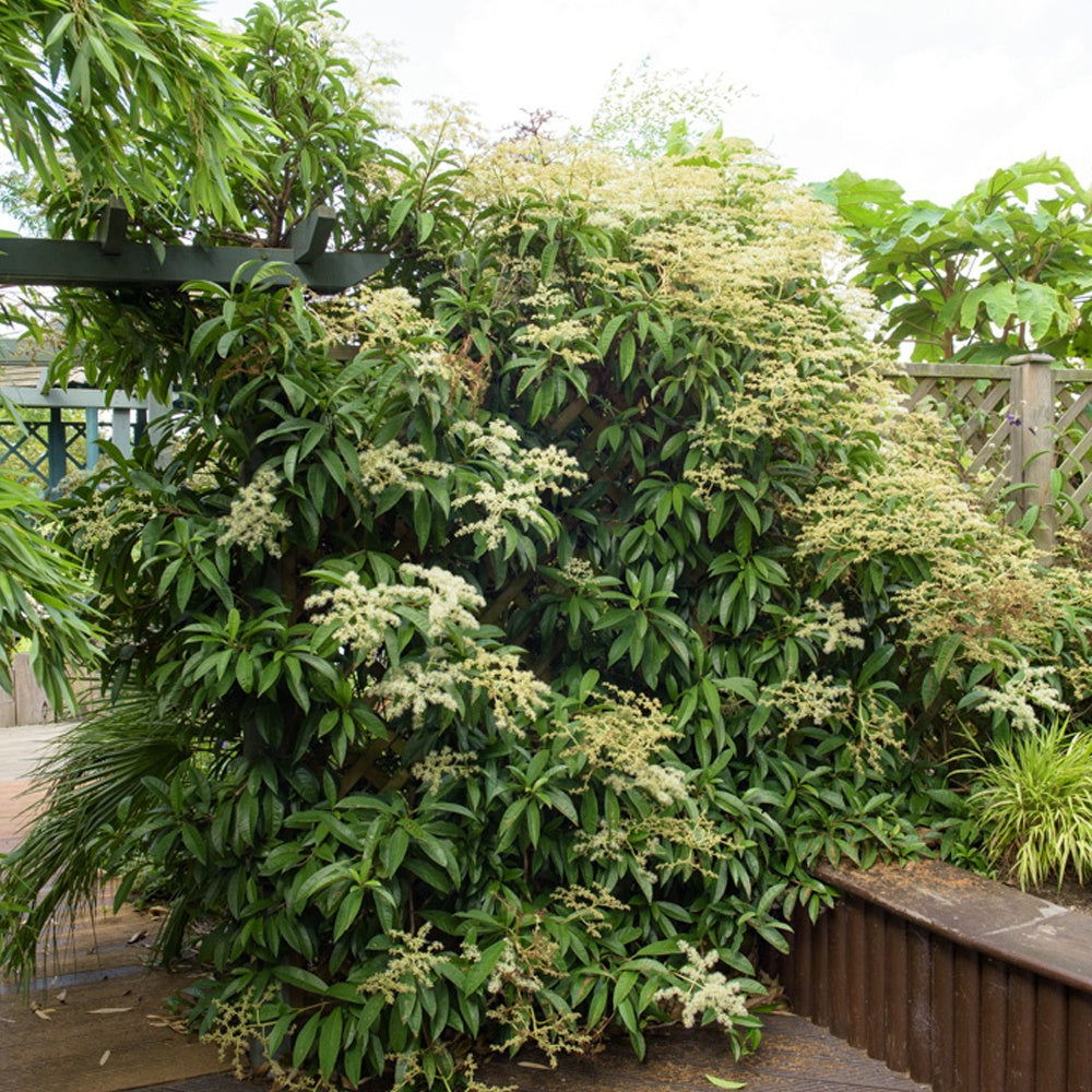 Bladhoudende klimHortensia - Pileostegia viburnoides - Tuinplanten