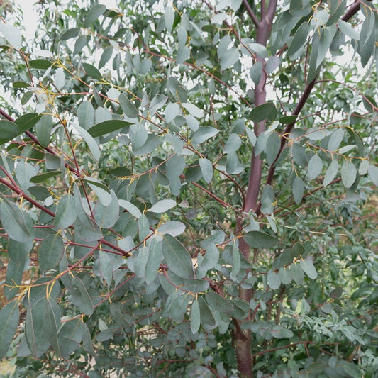 Kleinbladige gomboom - Eucalyptus parviflora - Tuinplanten