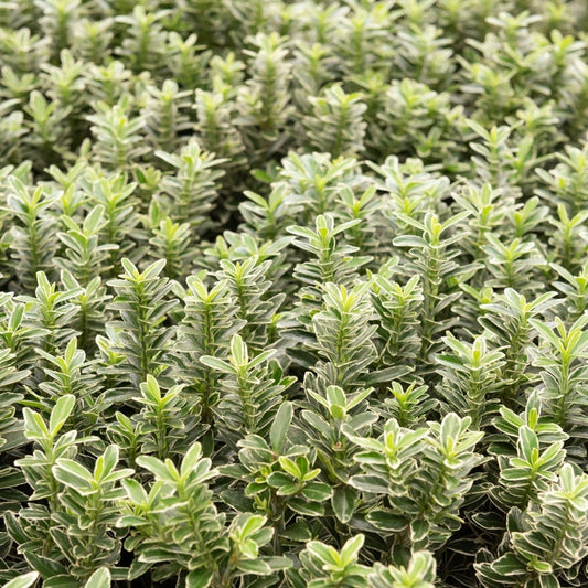 Kardinaalsmuts 'Microphyllus Albovariegatus' - Bakker