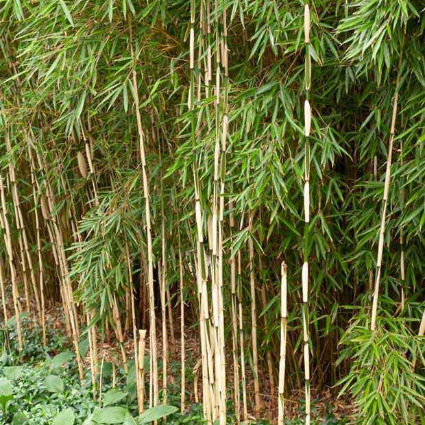 Bamboe 'Pingwu' - Fargesia robusta 'pingwu' - Tuinplanten