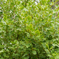 Griselinia littoralis 'Redge' (x3) - Griselinia littoralis 'redge' - Bakker