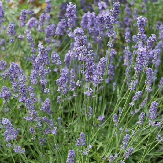 Lavendel 'Dutch' - Lavandula x intermedia 'dutch' - Tuinplanten