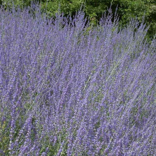 Russische salie 'Little Spire' - Bakker