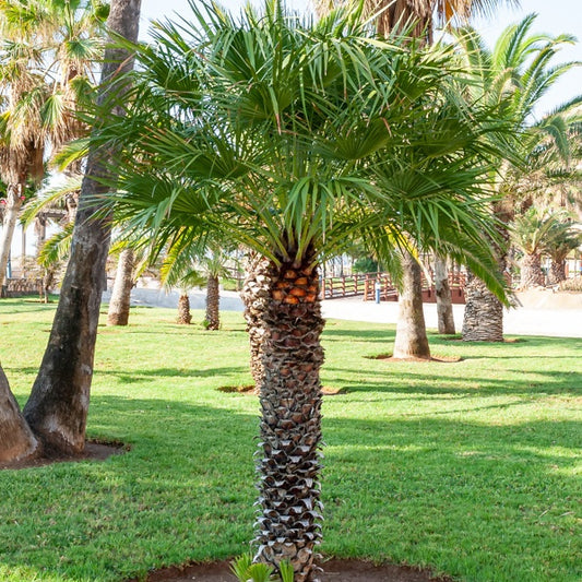 Californische palm - Washingtonia filifera - Tuinplanten