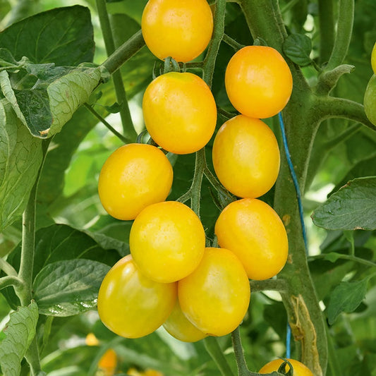 Tomaat 'Gusta Mini Yellow F1' - Solanum lycopersicum gusta mini yellow f1 - Moestuin