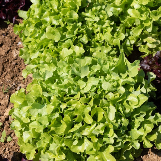 Groene eikenbladsla (x6) - Bakker