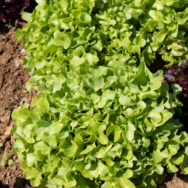 Groene eikenbladsla (x6) - Bakker