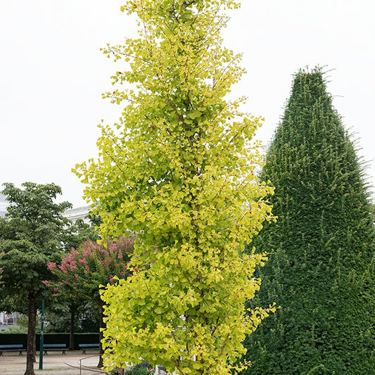 Japanse notenboom 'Blagon - Bakker