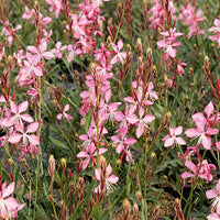 Prachtkaars Mix - wit + roze (x2) - Gaura lindheimeri (blanc +siskiyou pink) - Vaste planten