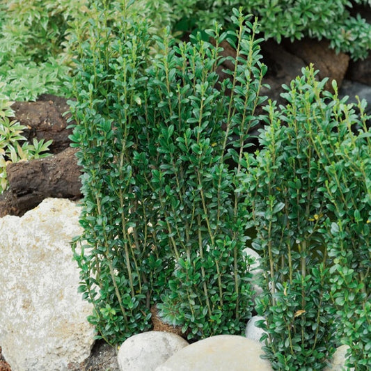 Japanse hulst 'Fastigiata' - Ilex crenata fastigiata - Heesters en vaste planten