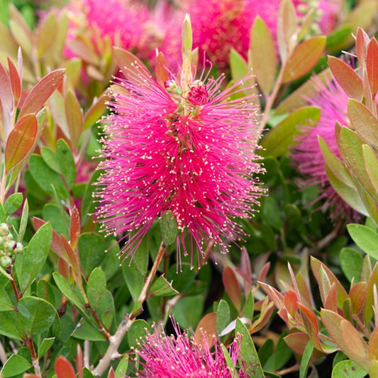 Lampepoetserplant 'Hot Pink' - Bakker