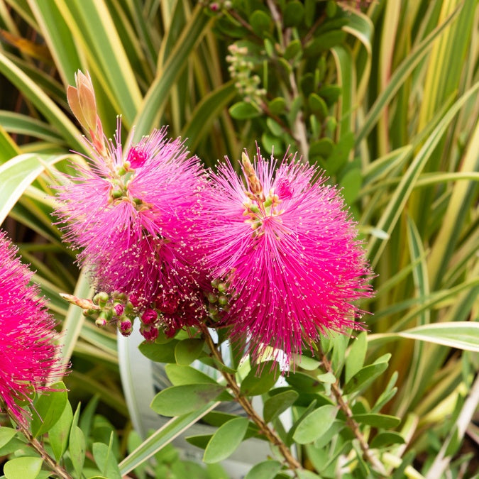 Lampepoetserplant 'Hot Pink' - Callistemon viminalis Hot Pink