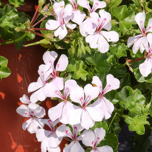 Hangende geranium - wit - Pelargonium peltatum