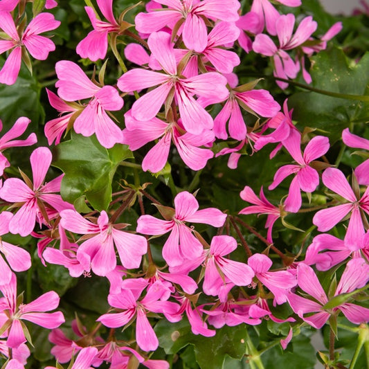 Hangende geranium - roze - Bakker