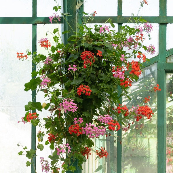 Verkoop Hangende geranium - roze - Pelargonium peltatum